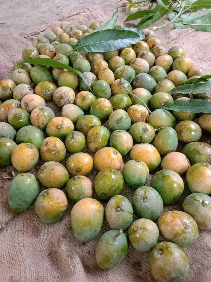 হিমসাগর আম (সকল খরচ সহ)