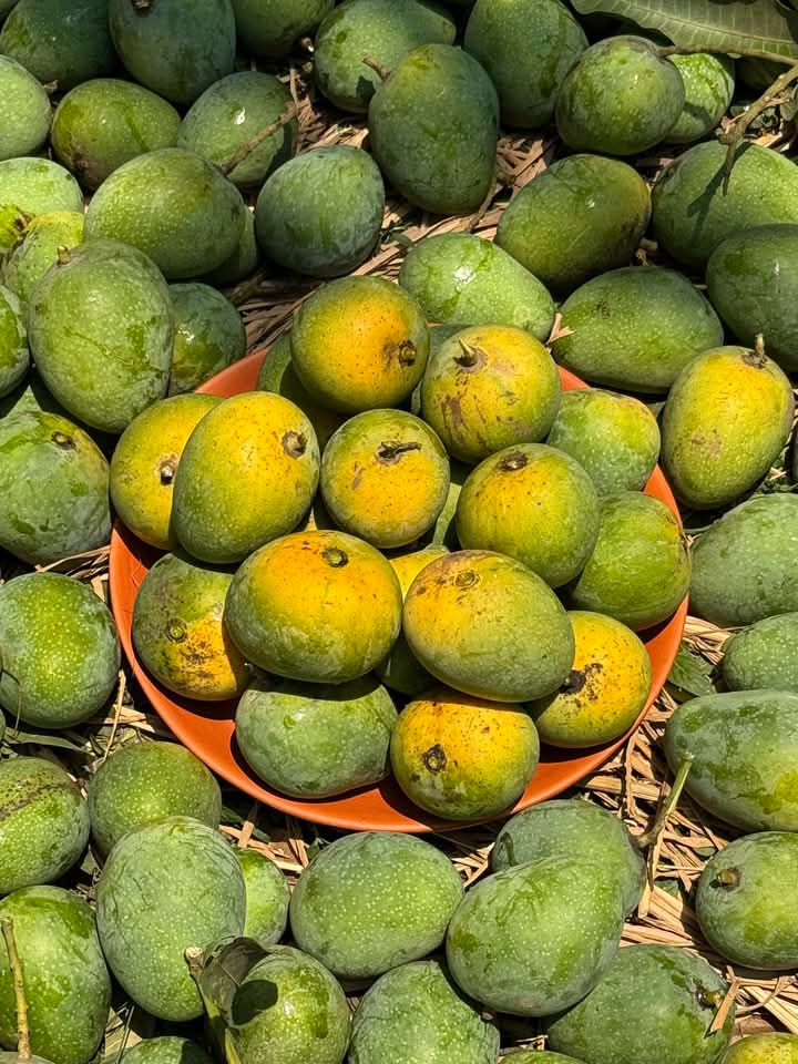 হিমসাগর আম (সকল খরচ সহ)