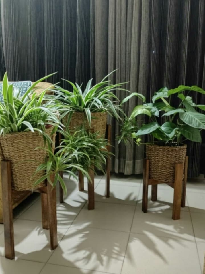 Wooden plant stand Height 12″, Width 10″