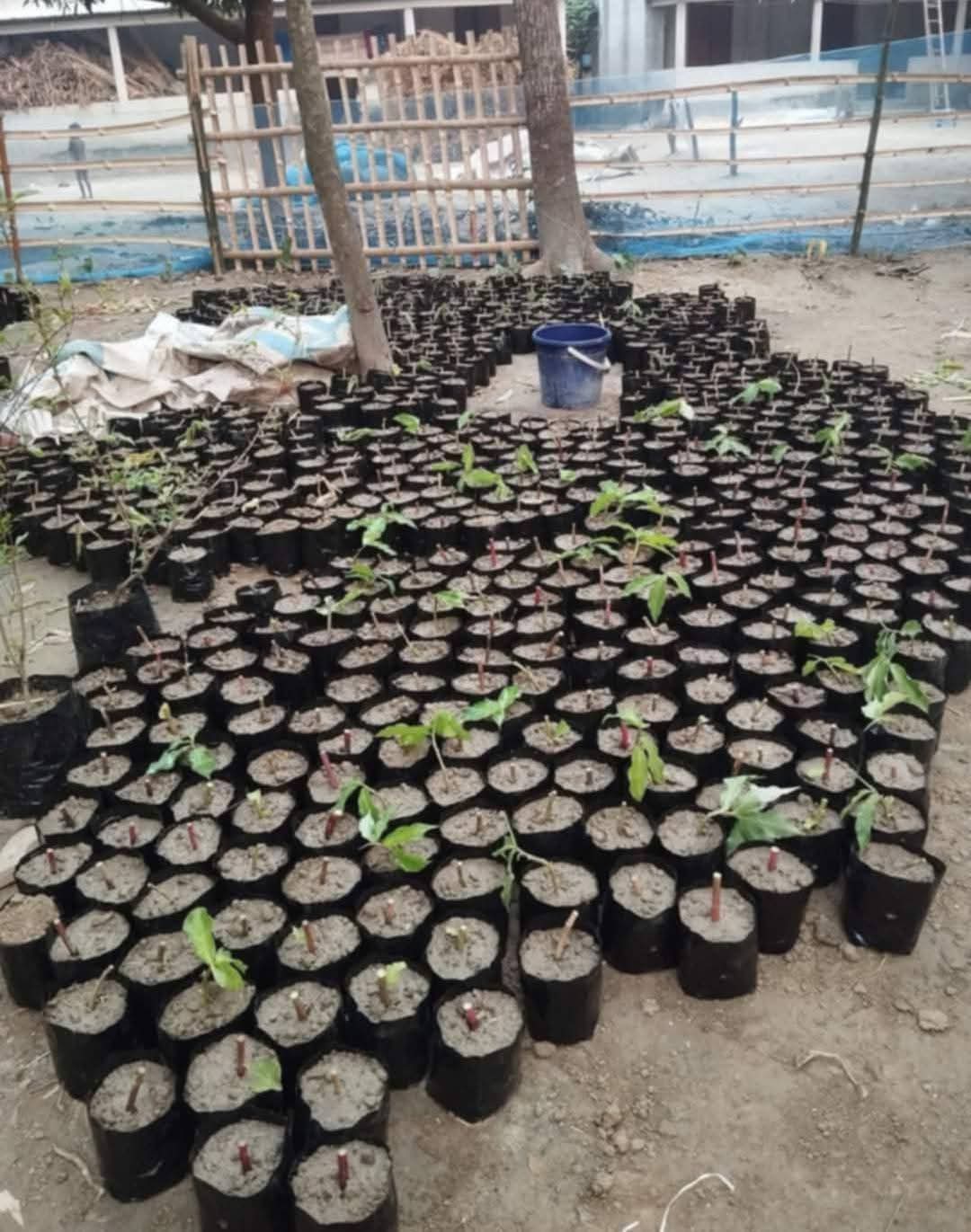 নার্সারি কালো পলি