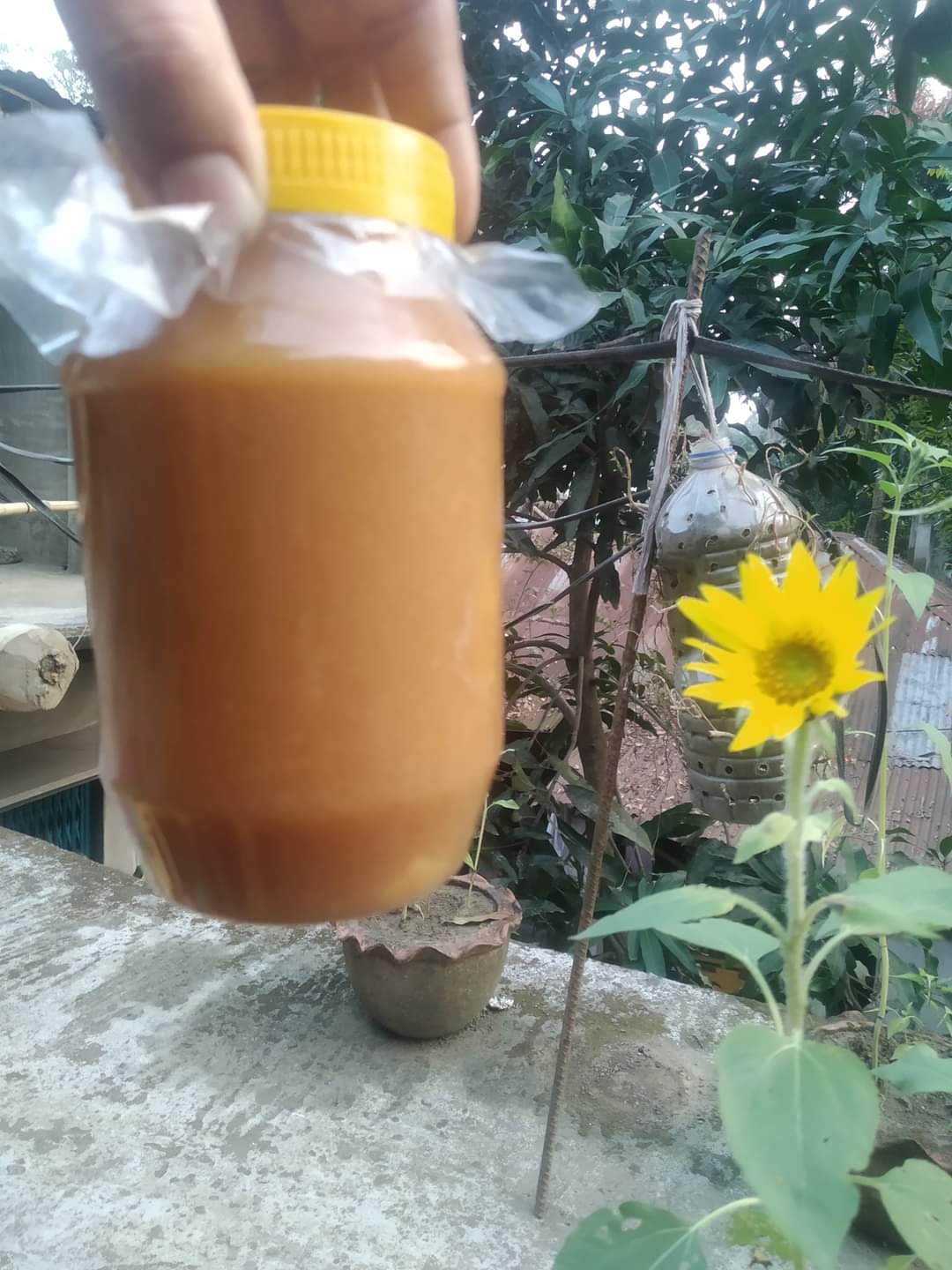 গাওয়া ঘি