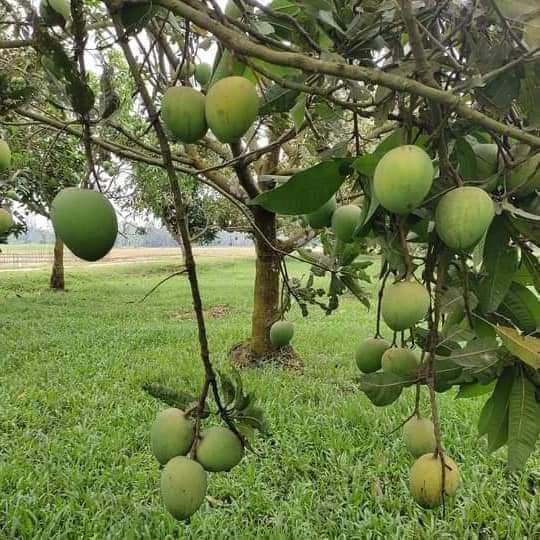 হাড়ী ভাঙ্গা আম
